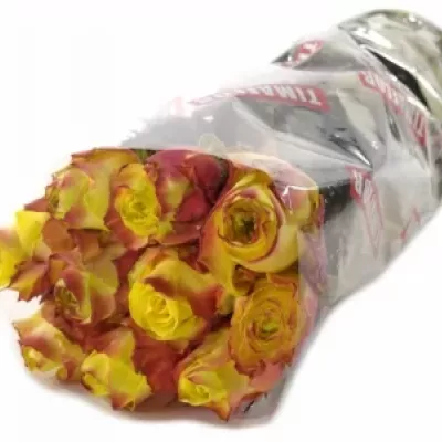 Žíhaná růže WILDFIRE