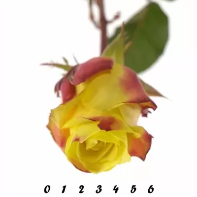 Žíhaná růže WILDFIRE