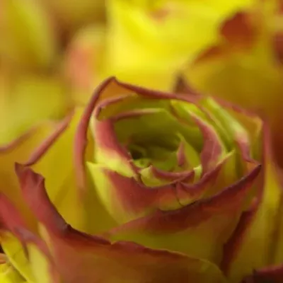 Žíhaná růže WILDFIRE