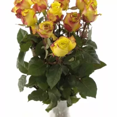 Žíhaná růže WILDFIRE