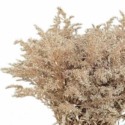 Zlatobýl CHAMPAGNE 70cm/30g