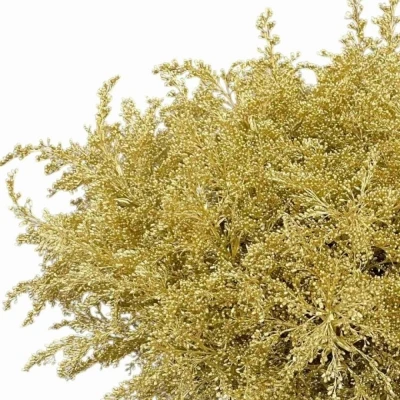 Zlatobýl GOLD 70cm/30g