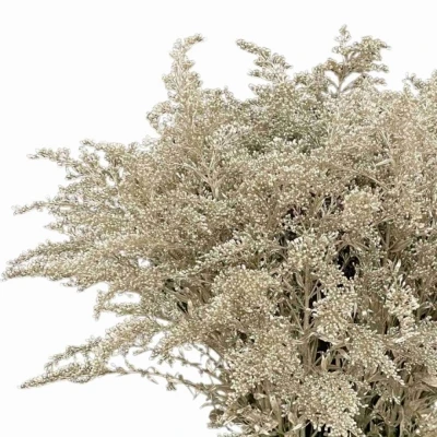 Zlatobýl PLATINUM 70cm/30g