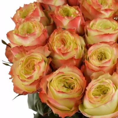 Žlutá růže ADVENTURE 50cm (XL)