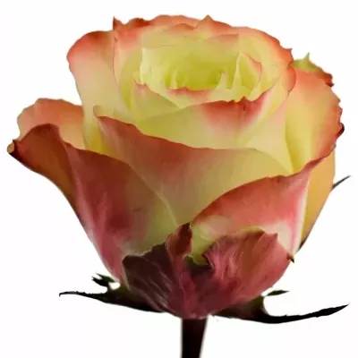 Žíhaná růže ADVENTURE 60cm (XL)