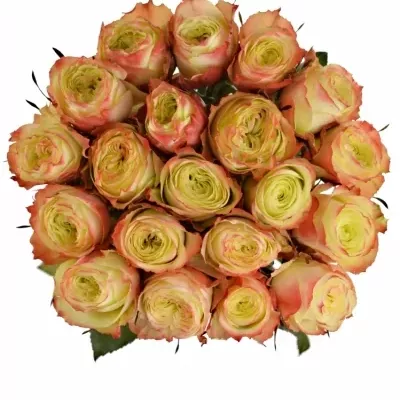 Žlutá růže ADVENTURE 50cm (XL)