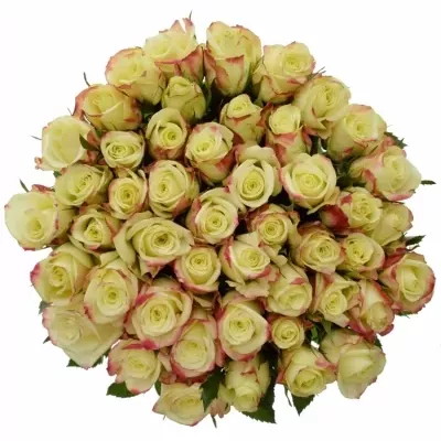 Žlutá růže ALISON 60cm