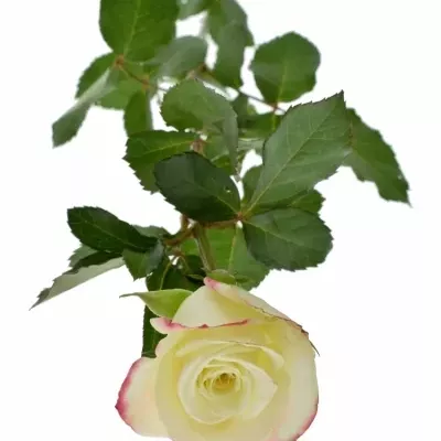 Žlutá růže ALISON 60cm