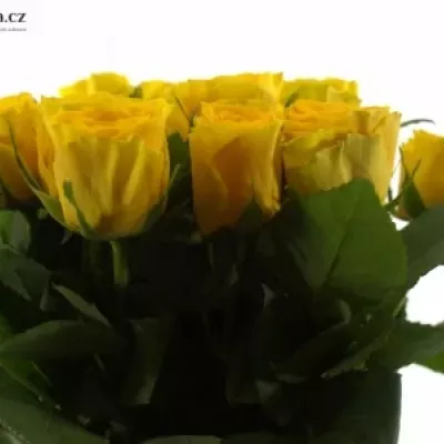 Žlutá růže ASHANTI 70cm (XL)