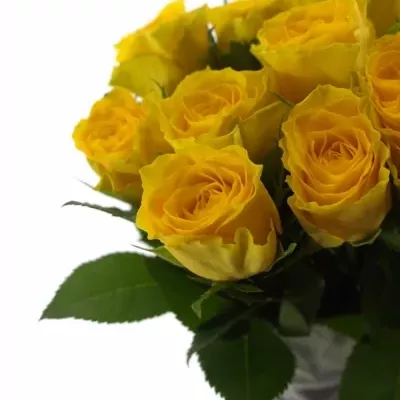 Žlutá růže ASHANTI 70cm (XL)