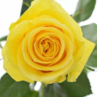 Žlutá růže BRIGHTON 90cm (XXL)