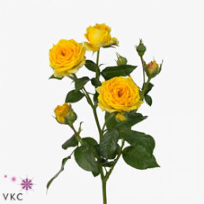 Žlutá růže trsová CANARY MIKADO 60 cm / 5+