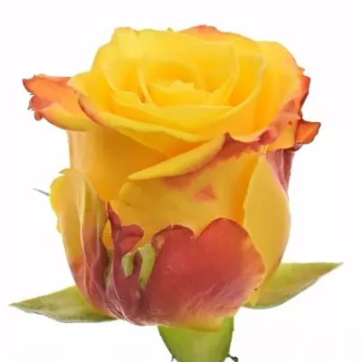Žltá ruža CandleLight 50cm (L)