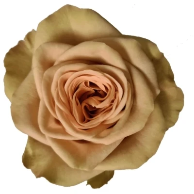 Růže CAPPUCCINO 40cm (XL)