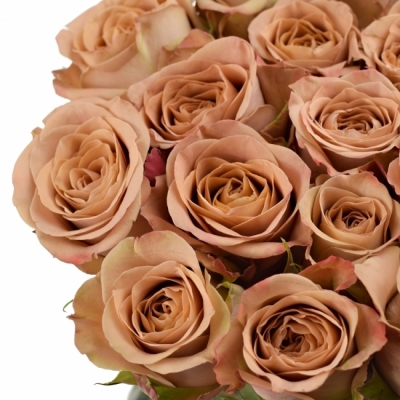 Ruže CAPPUCCINO 50cm (M)
