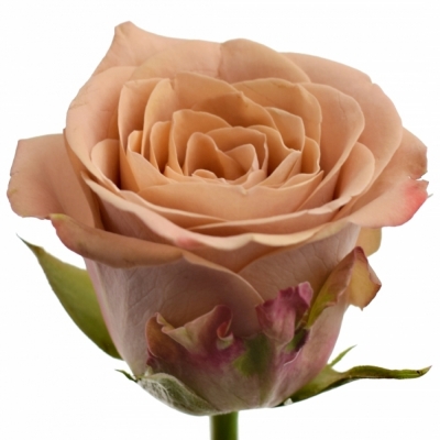 Růže CAPPUCCINO 40cm (XL)