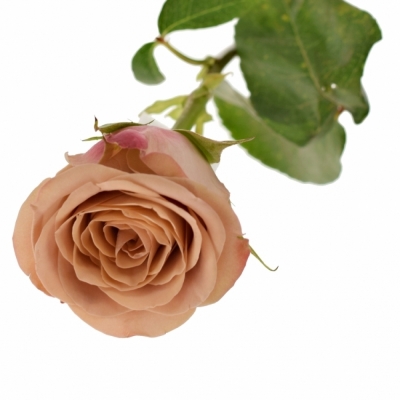 Žlutá růže CAPPUCCINO 30cm (L)