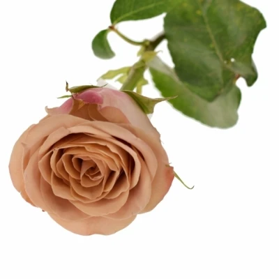 Žlutá růže CAPPUCCINO