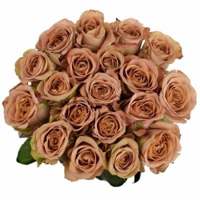 Ruže CAPPUCCINO 40cm (L)