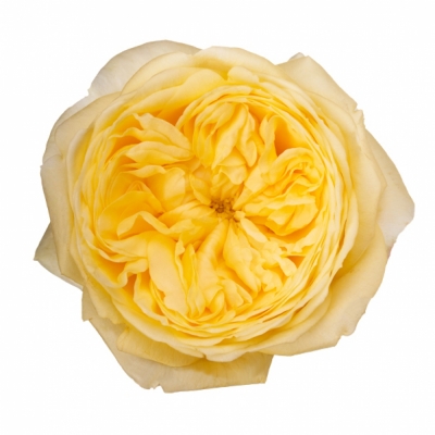 Žlutá růže CASSANDRA 70cm (XL)