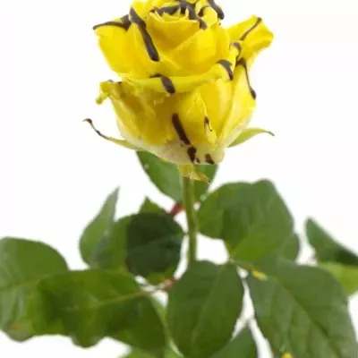 Žlutá růže CHOCOLAT STRIP YELLOW