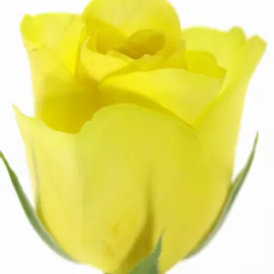 Žlutá růže CITRAN 50cm