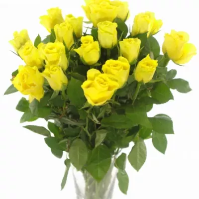 Žlutá růže CITRAN 50cm