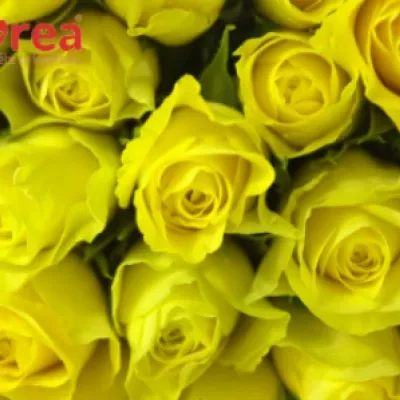 Žlutá růže CITRAN 50cm