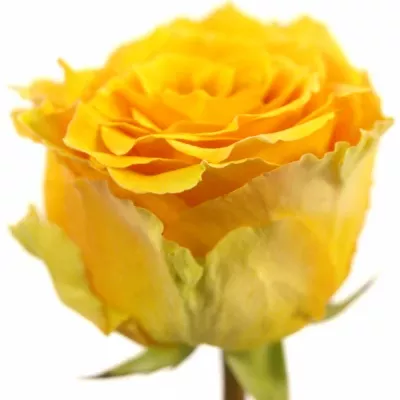 Žlutá růže COSIMA 30cm