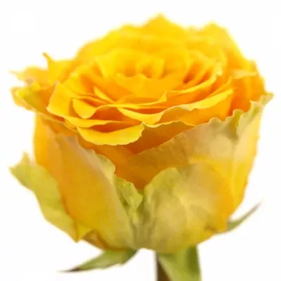 Žlutá růže COSIMA 30cm