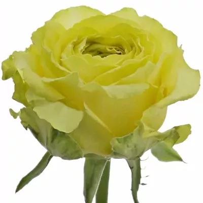 Žlutá růže COUNTRY PAPILLO 70cm (XXL)