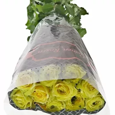 Žlutá růže COUNTRY PAPILLO 70cm (XXL)