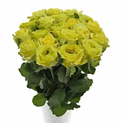 Žlutá růže COUNTRY PAPILLO 70cm (XXL)