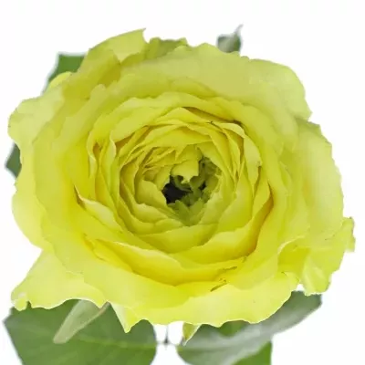 Žlutá růže COUNTRY PAPILLO 70cm (XXL)