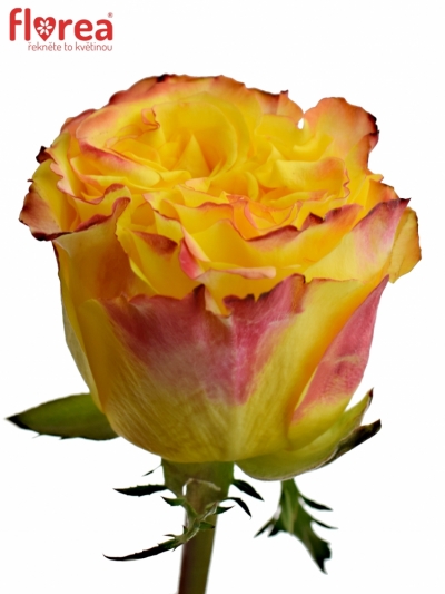 Žlutá růže CRIMSON SKY+ 50cm (L)