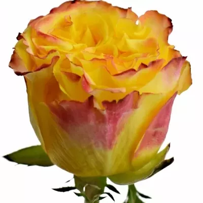 Žlutá růže CRIMSON SKY+ 60cm (XL)