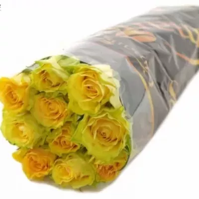 Žlutá růže CUBA GOLD