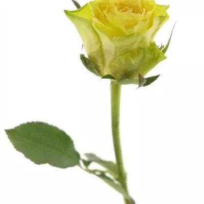 Žlutá růže CUBA GOLD