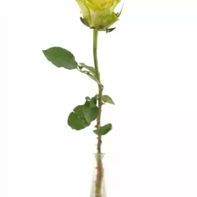Žlutá růže CUBA GOLD