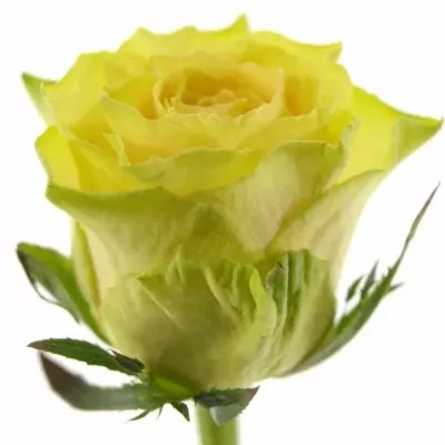 Žlutá růže CUBA GOLD