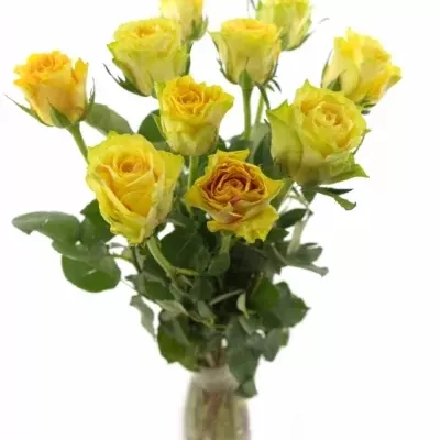 Žlutá růže CUBA GOLD