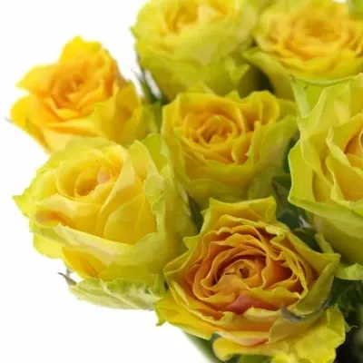 Žlutá růže CUBA GOLD