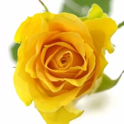 Žlutá růže CUBA GOLD