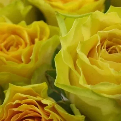 Žlutá růže CUBA GOLD