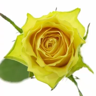 Žlutá růže CUBA GOLD