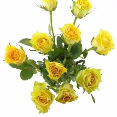 Žlutá růže CUBA GOLD