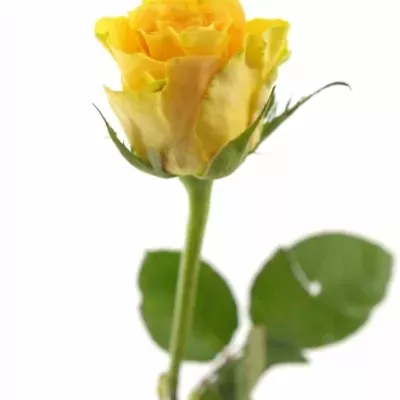 Žlutá růže CUBA GOLD