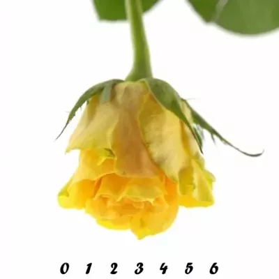 Žlutá růže CUBA GOLD