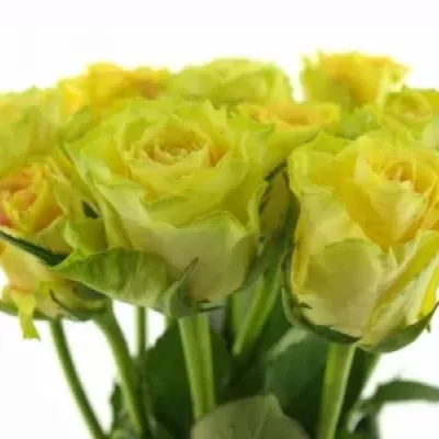 Žlutá růže CUBA GOLD