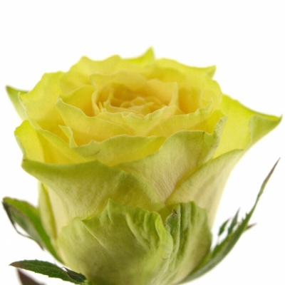 Žlutá růže CUBA GOLD 80cm